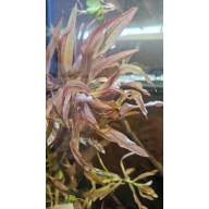 Ammonia Gracilis
