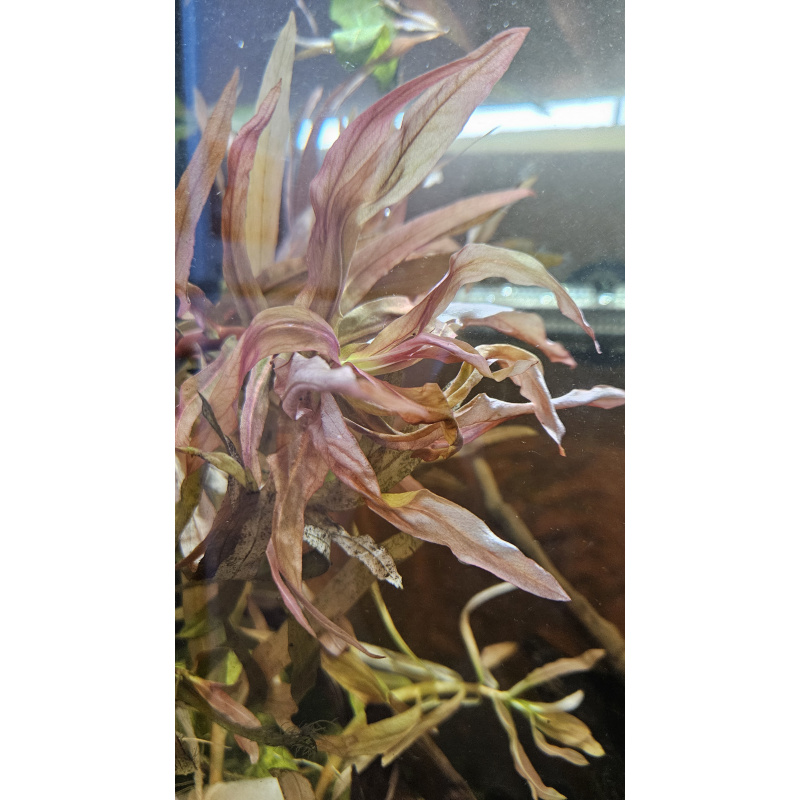 Ammonia Gracilis