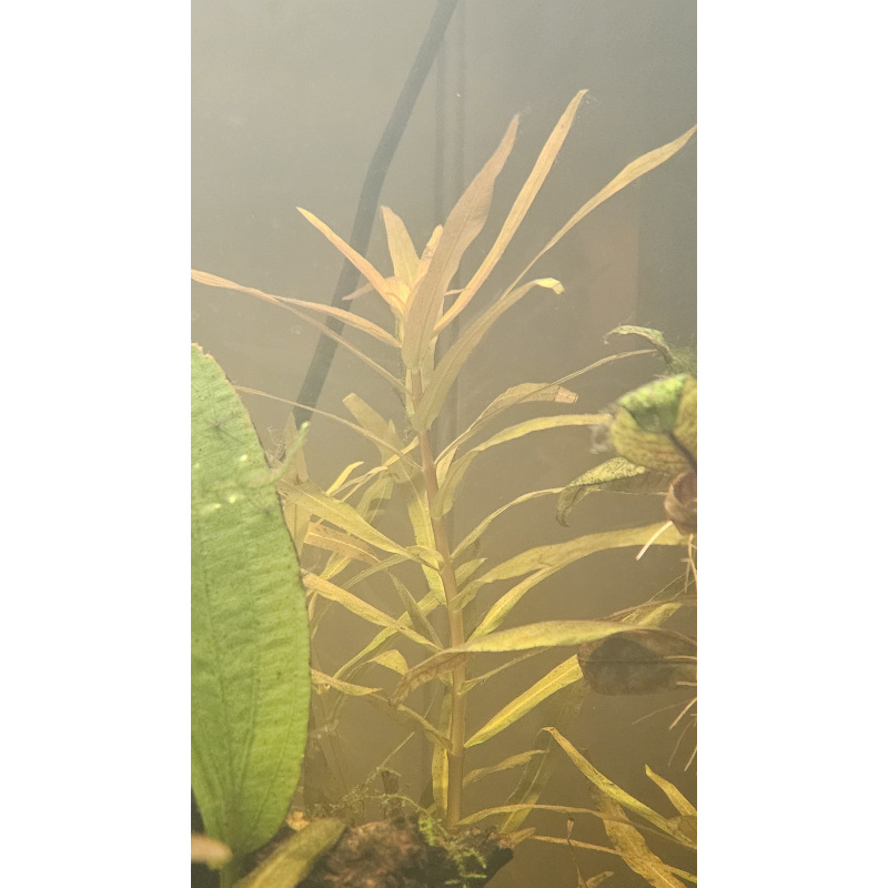 Ammonia Gracilis