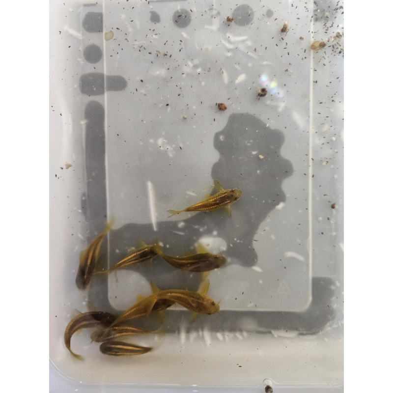 Gold Laser Corydoaras sp CW10 x4 ,free delivery