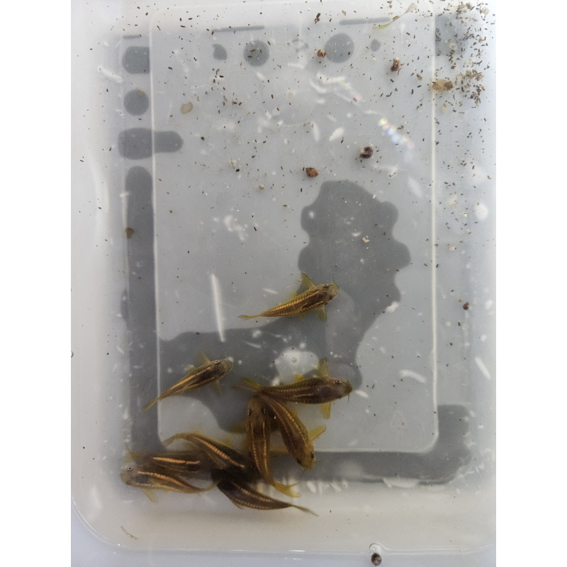 Gold Laser Corydoaras sp CW10 x4 ,free delivery