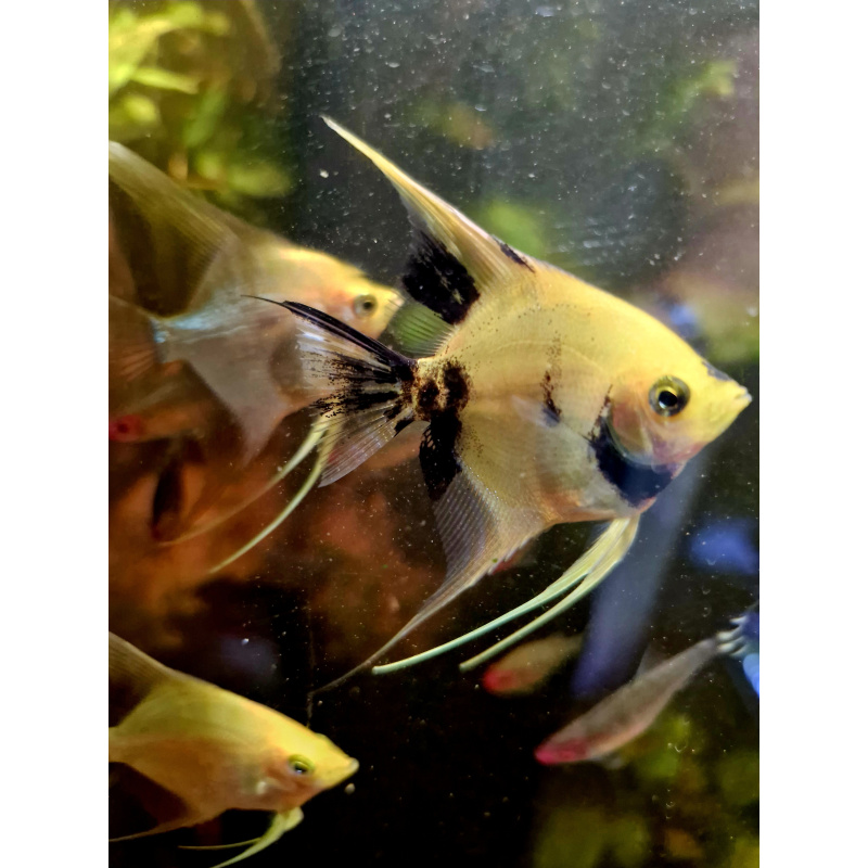 Various Angelfish