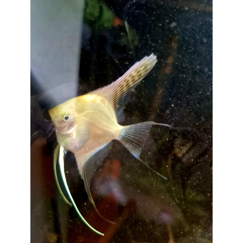 Various Angelfish
