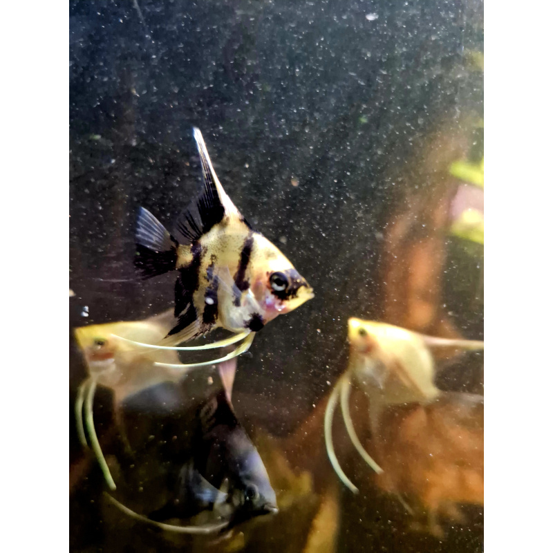 Various Angelfish