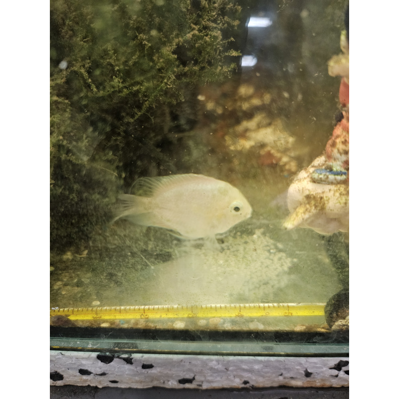 Platinum polar parrots breeding pair, free delivery