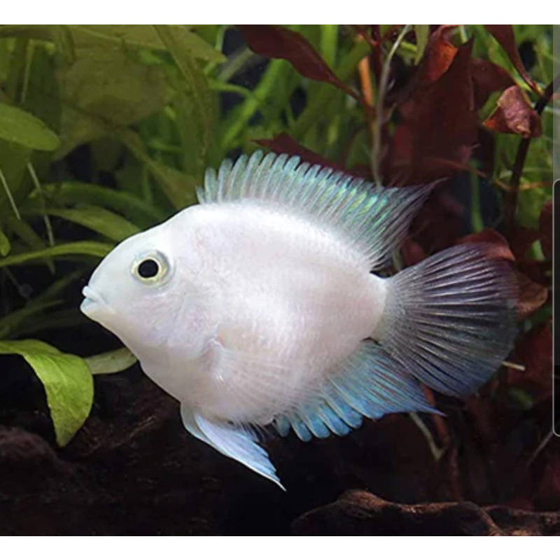 Platinum polar parrots breeding pair, free delivery