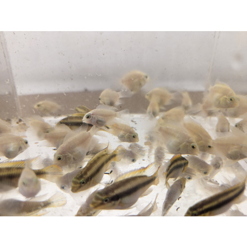 group of 4 platinum polar parrots, Kribensis juveniles FREE NEXT WORKING DAY DELIVERY WITH TRACKING