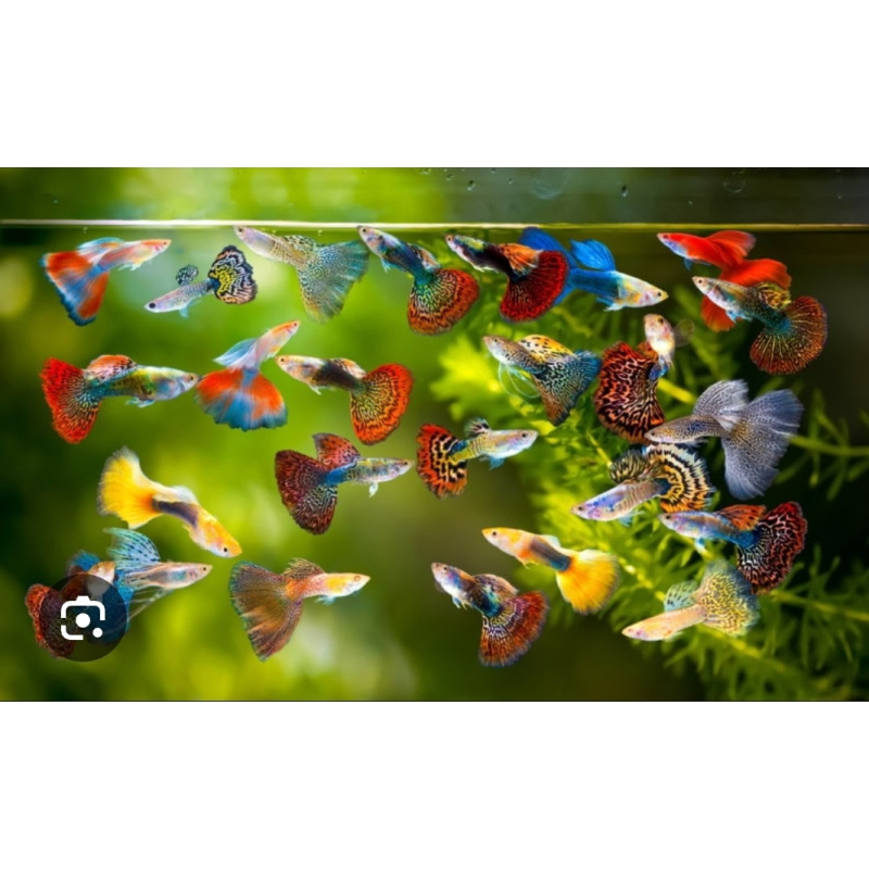 Live Mixed Guppies – group of x20 Assorted Male & Female & fry Fish ,FREE UK delivery with tracking