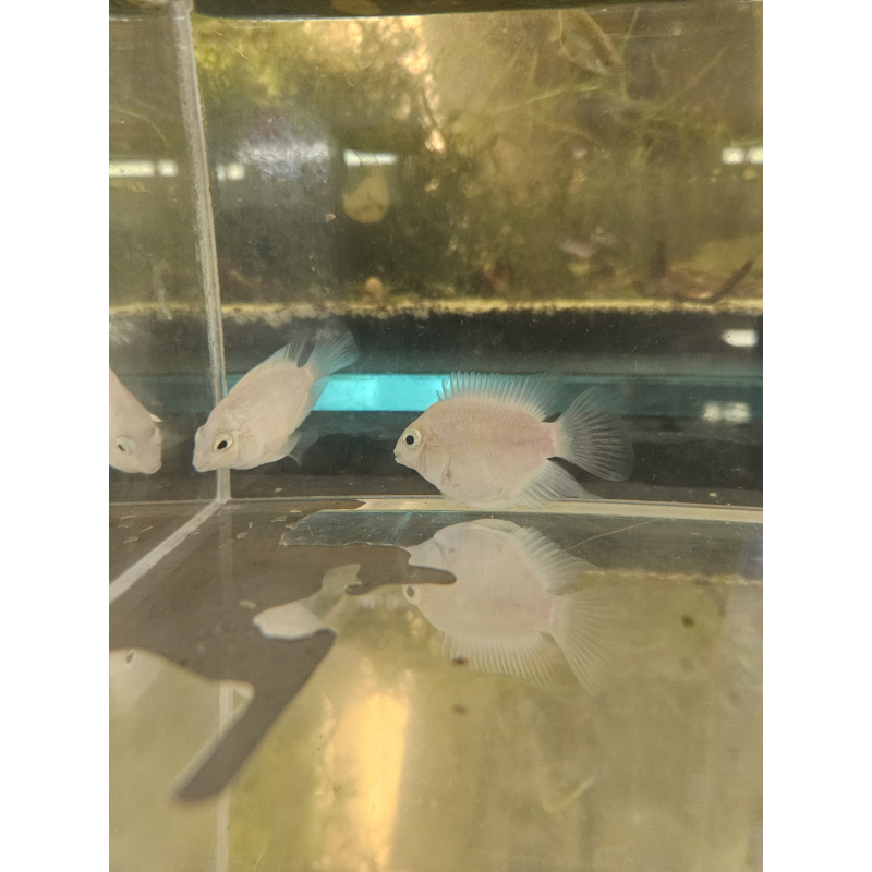 Platinum polar parrots breeding pair, free delivery