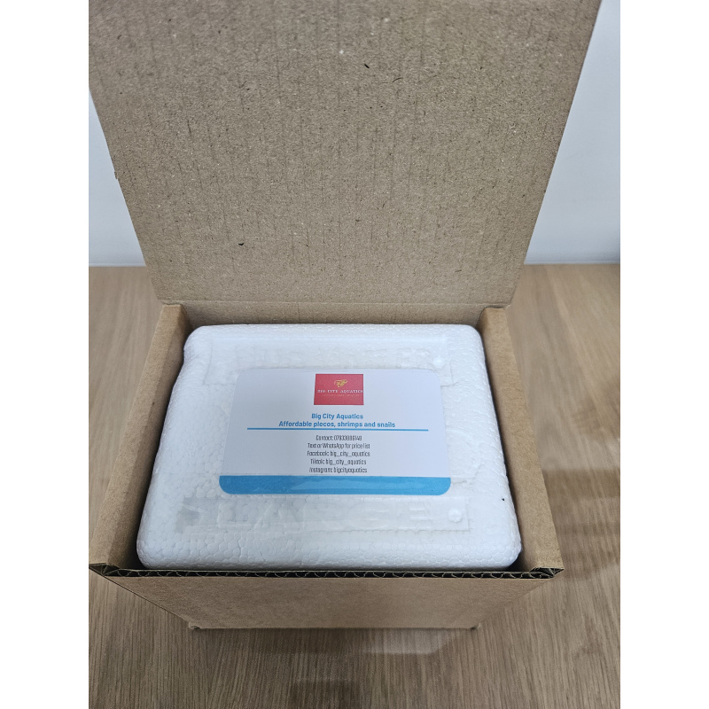 Gold Laser Corydoaras sp CW10 x4 ,free delivery