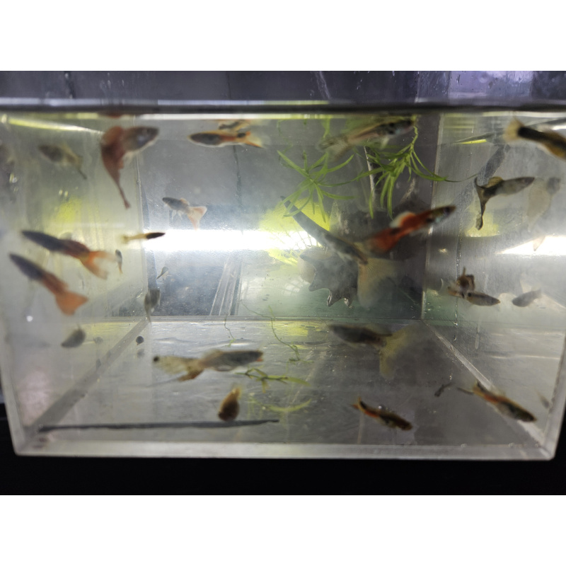 Live Mixed Guppies – group of x20 Assorted Male & Female & fry Fish ,FREE UK delivery with tracking