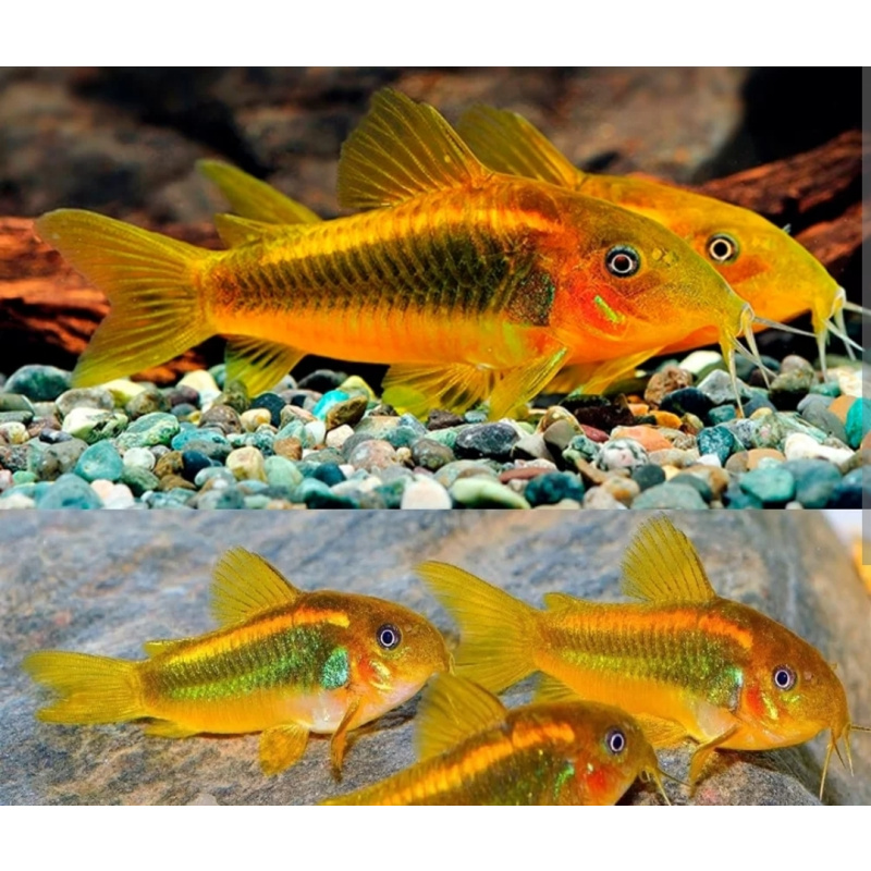 Gold Laser Corydoaras sp CW10 x4 ,free delivery
