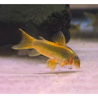 Gold Laser Corydoaras sp CW10 x2 a pair,free delivery