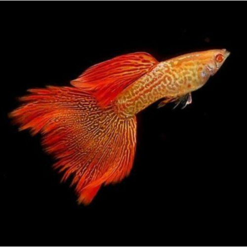 Superior Red Albino Snakeskin Guppies Breeding pairs Tropical Fish