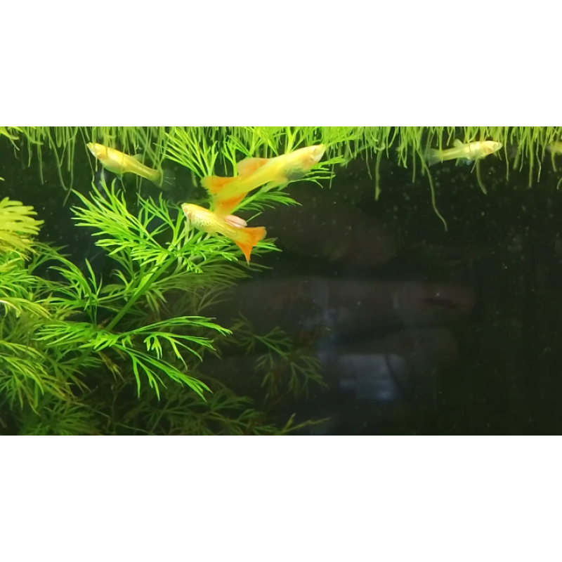 Superior Red Albino Snakeskin Guppies Breeding pairs Tropical Fish