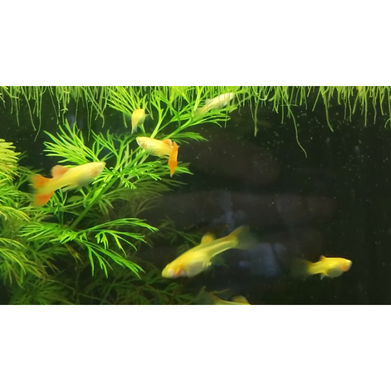 Superior Red Albino Snakeskin Guppies Breeding pairs Tropical Fish
