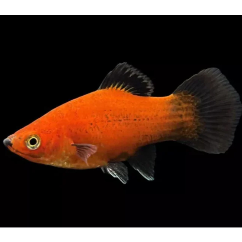 X5 Red wagtail platys young Tropical Fish