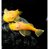 Lemon Bristlenose Pleco young males 6-8cm Tropical Fish