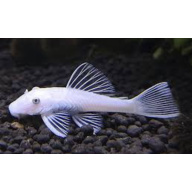Snow white Bristlenose Pleco young 2-3cm tropical fish