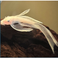 Lemon long fin Bristlenose pleco 3-4cm Tropical Fish
