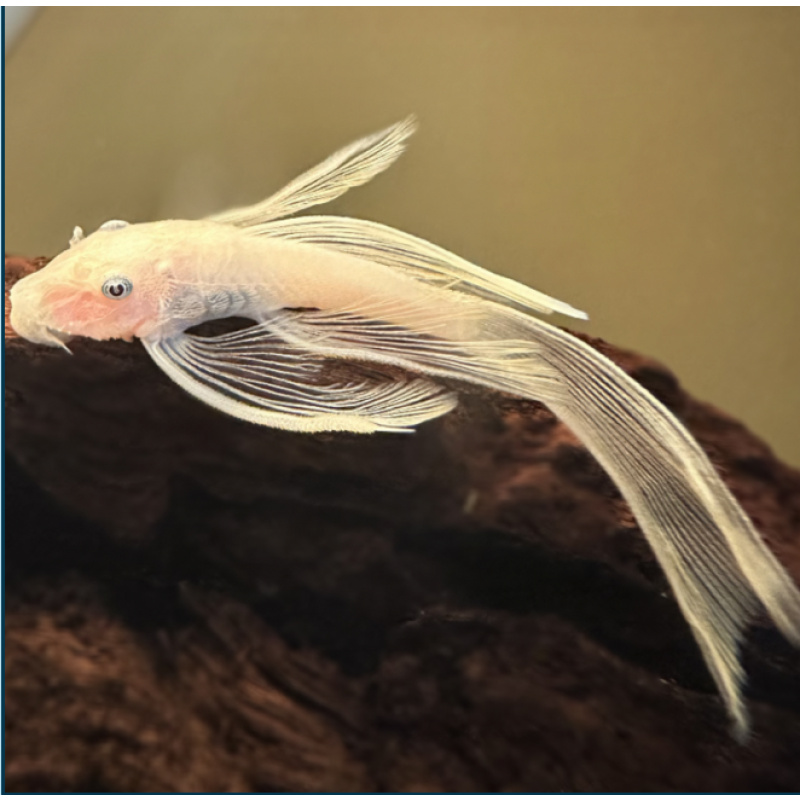Lemon long fin Bristlenose pleco 3-4cm Tropical Fish