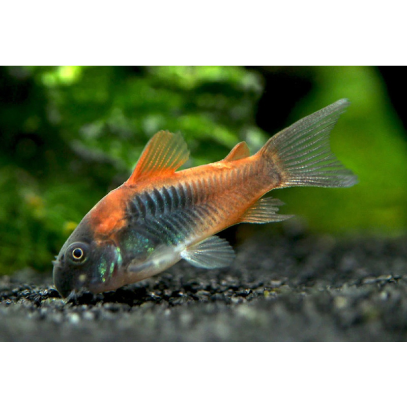 Venezuelan orange Corydoras
