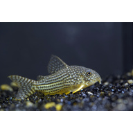 Sterbai Corydoras
