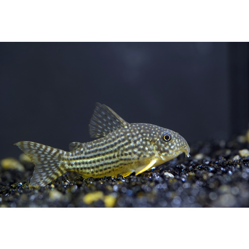 Sterbai Corydoras