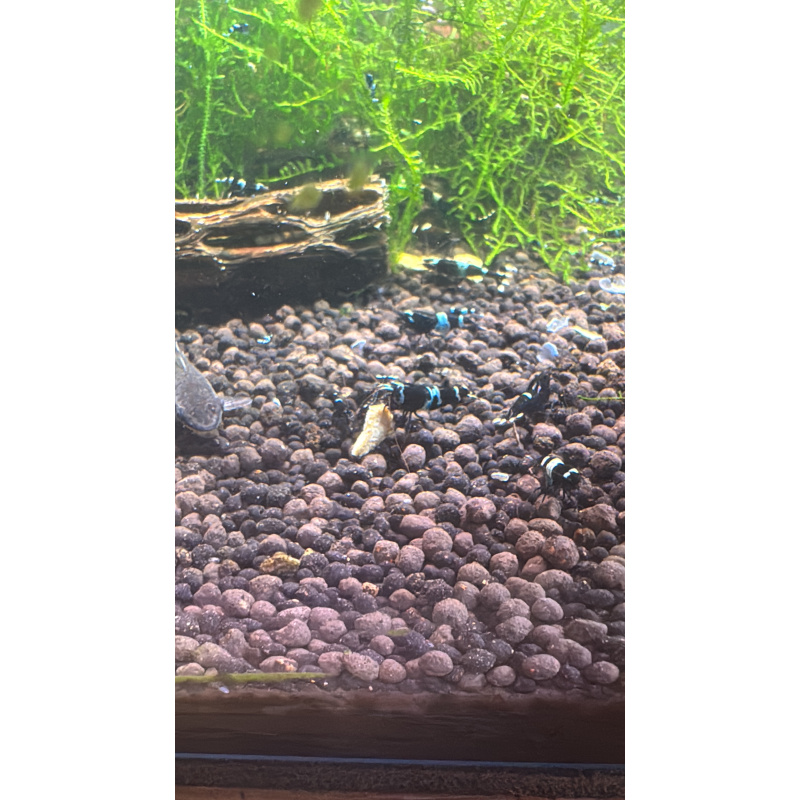 Blue shadow panda caradina shrimp