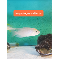 African cichlids for sale