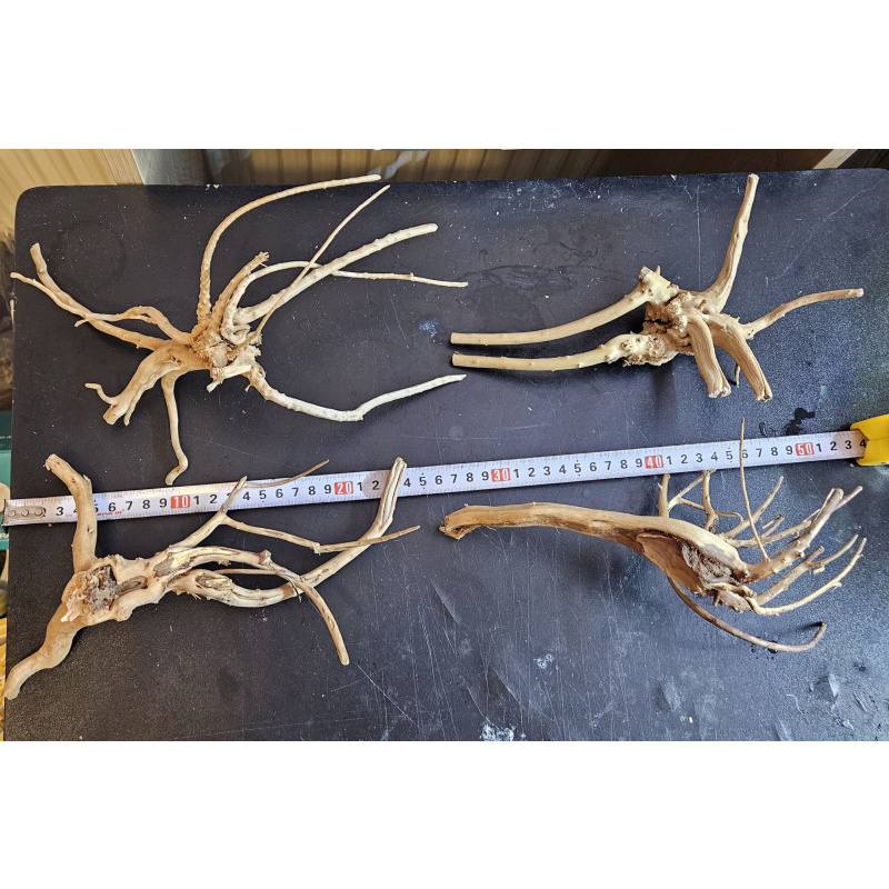 Azalea root 20-25cm x 1