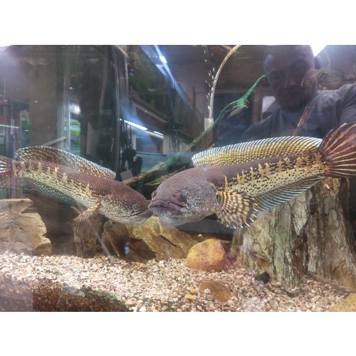 channa aurantimaculata "cobras" pair