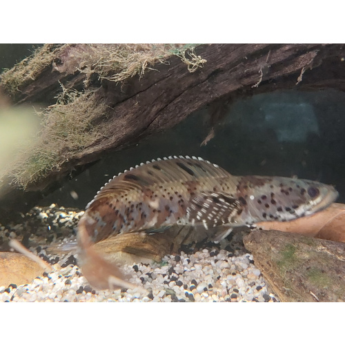 channa ornatipinnis yellow lips 15cm.