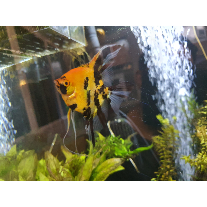Super red devil angelfish + more