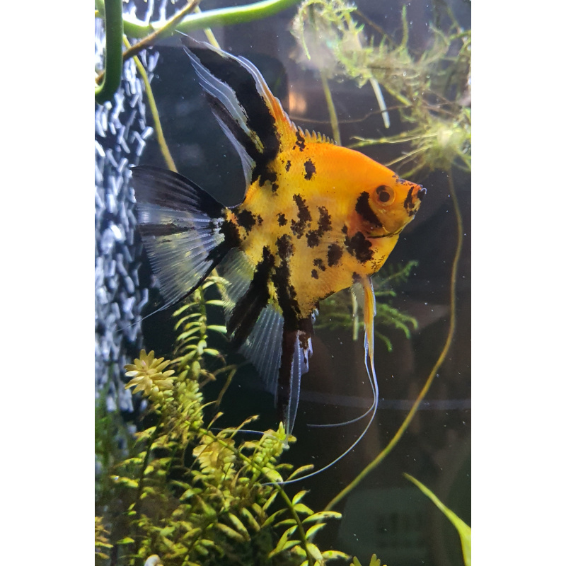 Super red devil angelfish + more