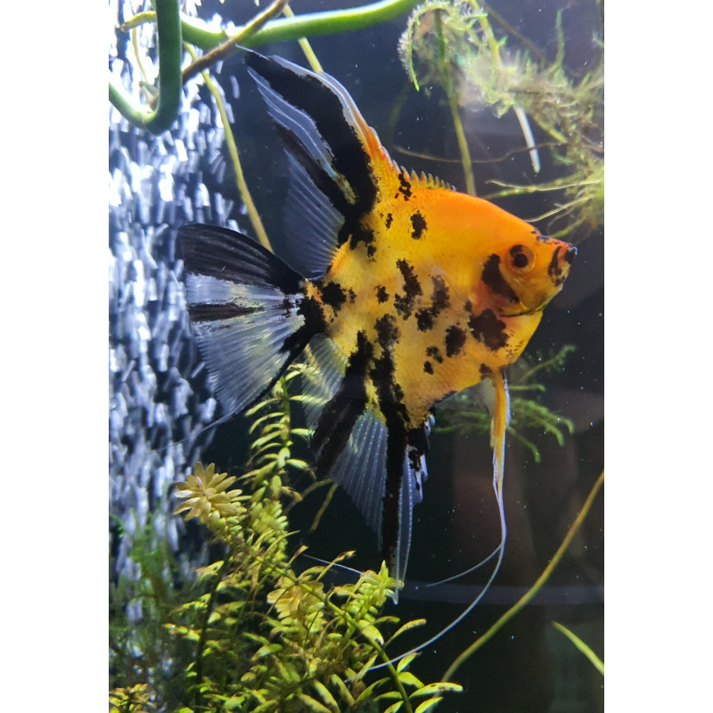 Super red devil angelfish + more