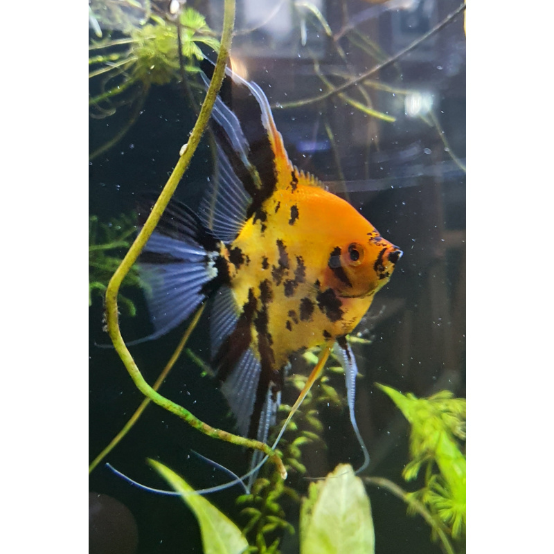 Super red devil angelfish + more