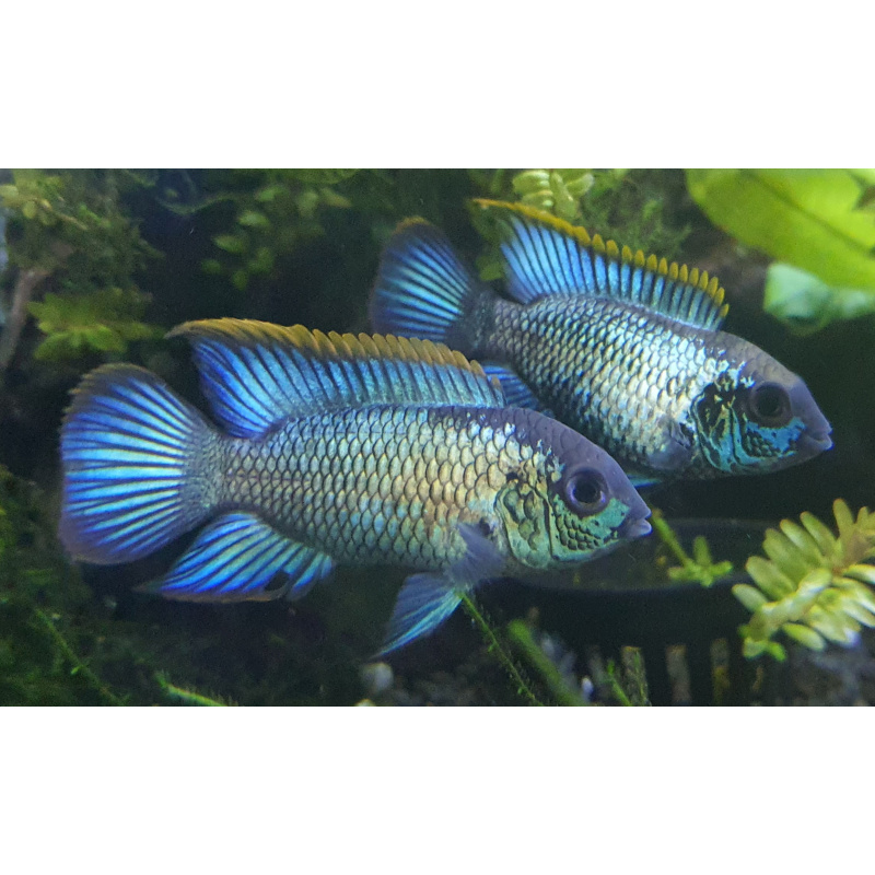 Super red devil angelfish + more