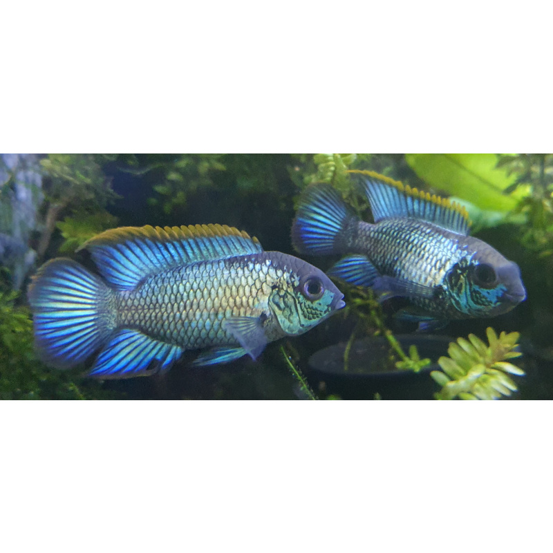 Super red devil angelfish + more