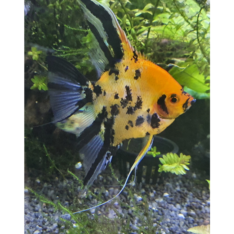 Super red devil angelfish + more