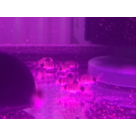 Panda Corys