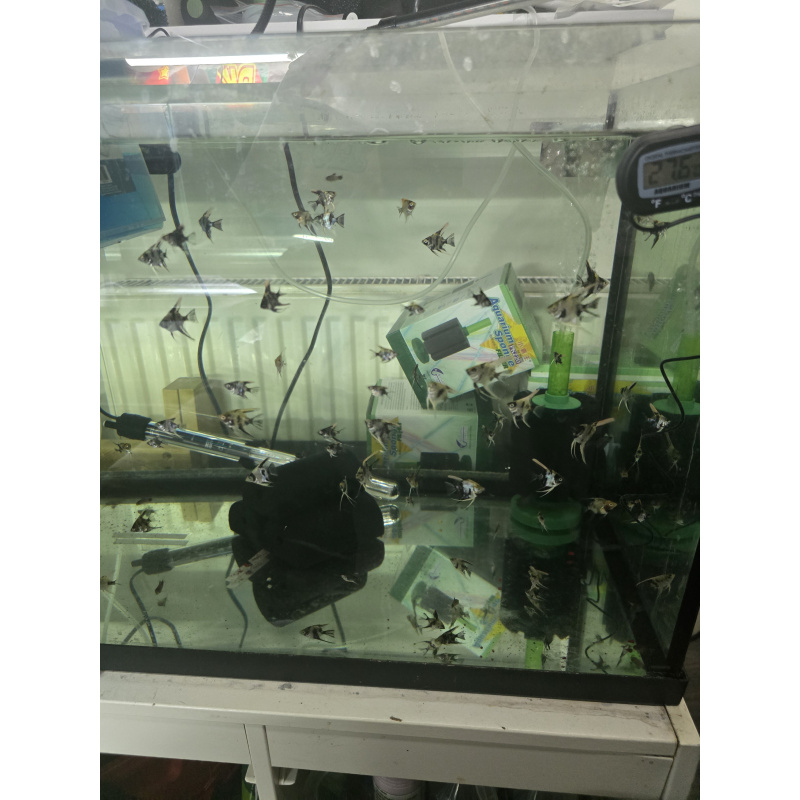 Beautiful Angelfish hatched end of Nov 2025