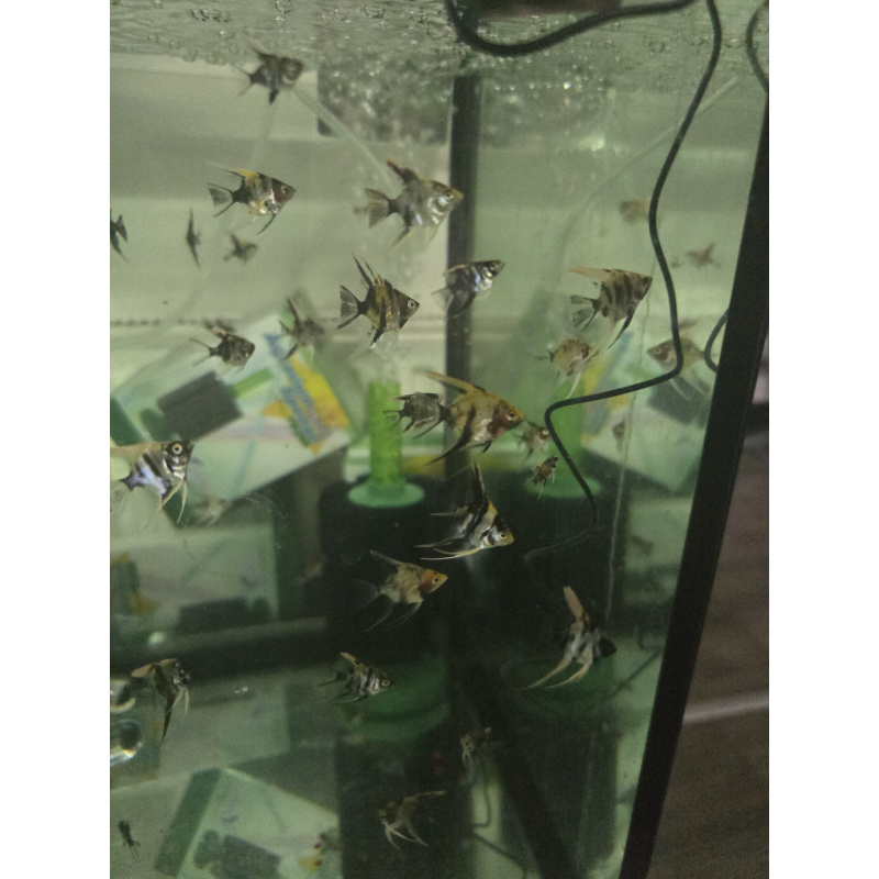 Beautiful Angelfish hatched end of Nov 2025