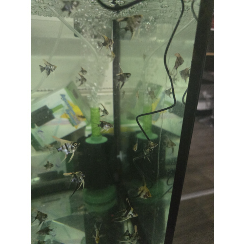 Beautiful Angelfish hatched end of Nov 2025