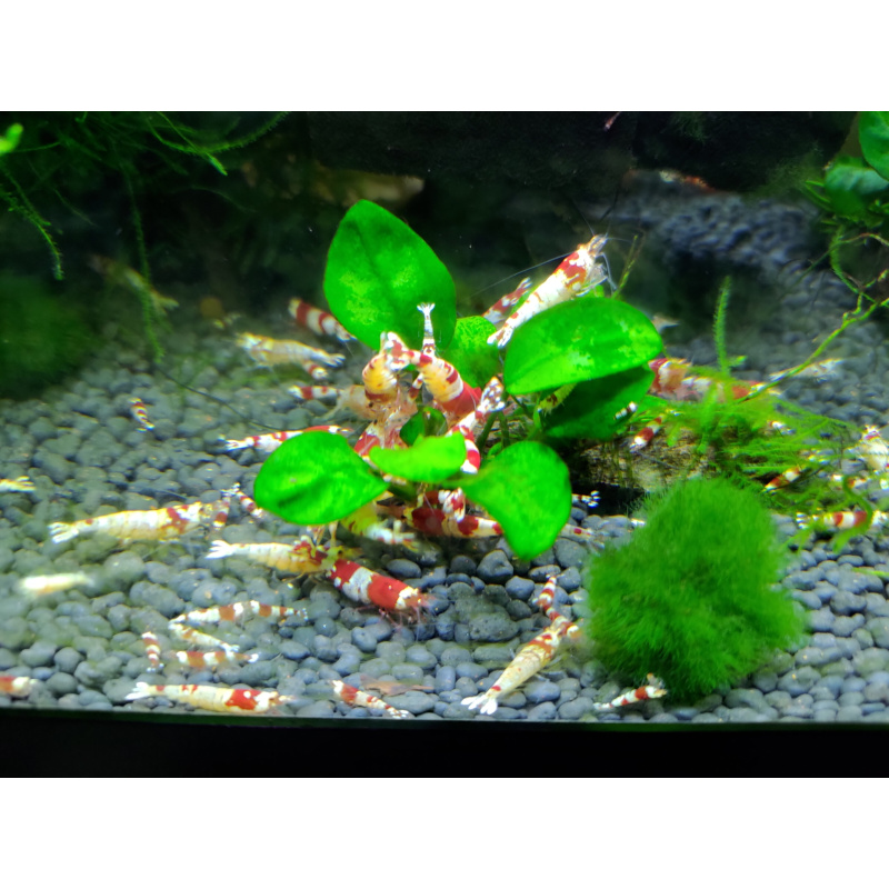 Crystal Red Shrimps