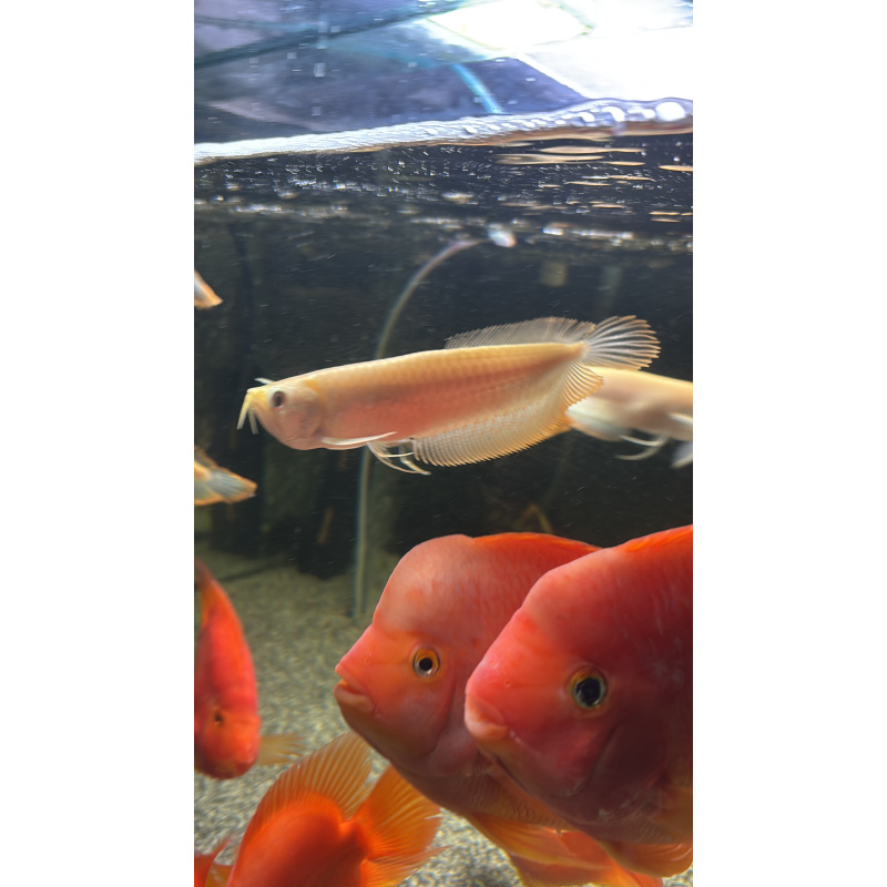 Albino arrowana