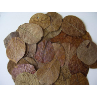 100 x NANO Indian Almond Leaves ( Catappa ), 7- 9cm , Shrimp , Black Water etc .