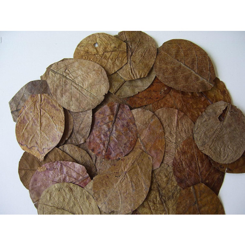50 x NANO Indian Almond Leaves ( Catappa ), 7- 9cm , Shrimp , Black Water etc .