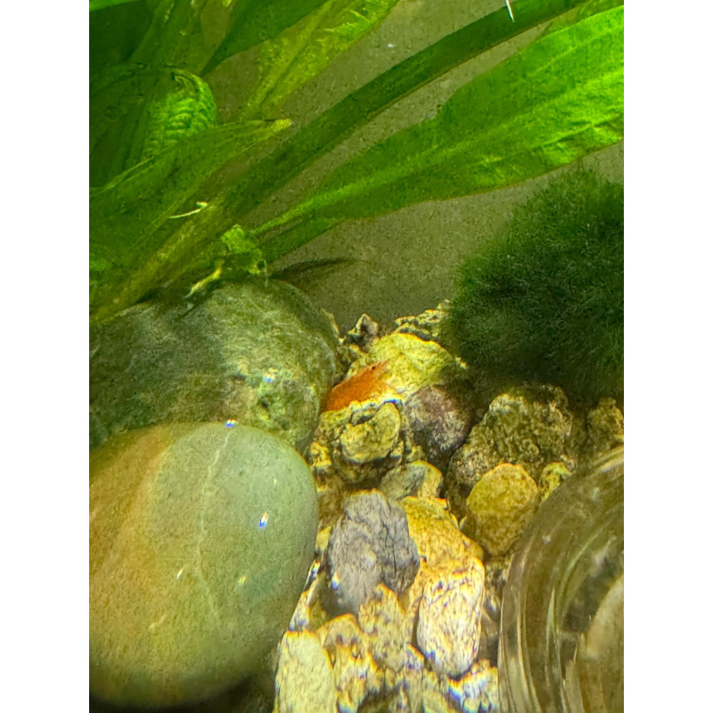 Cherry shrimp mixed colours