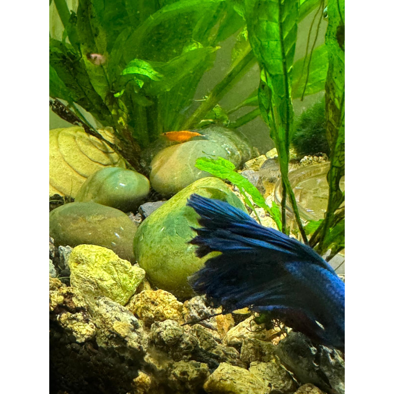 Cherry shrimp mixed colours